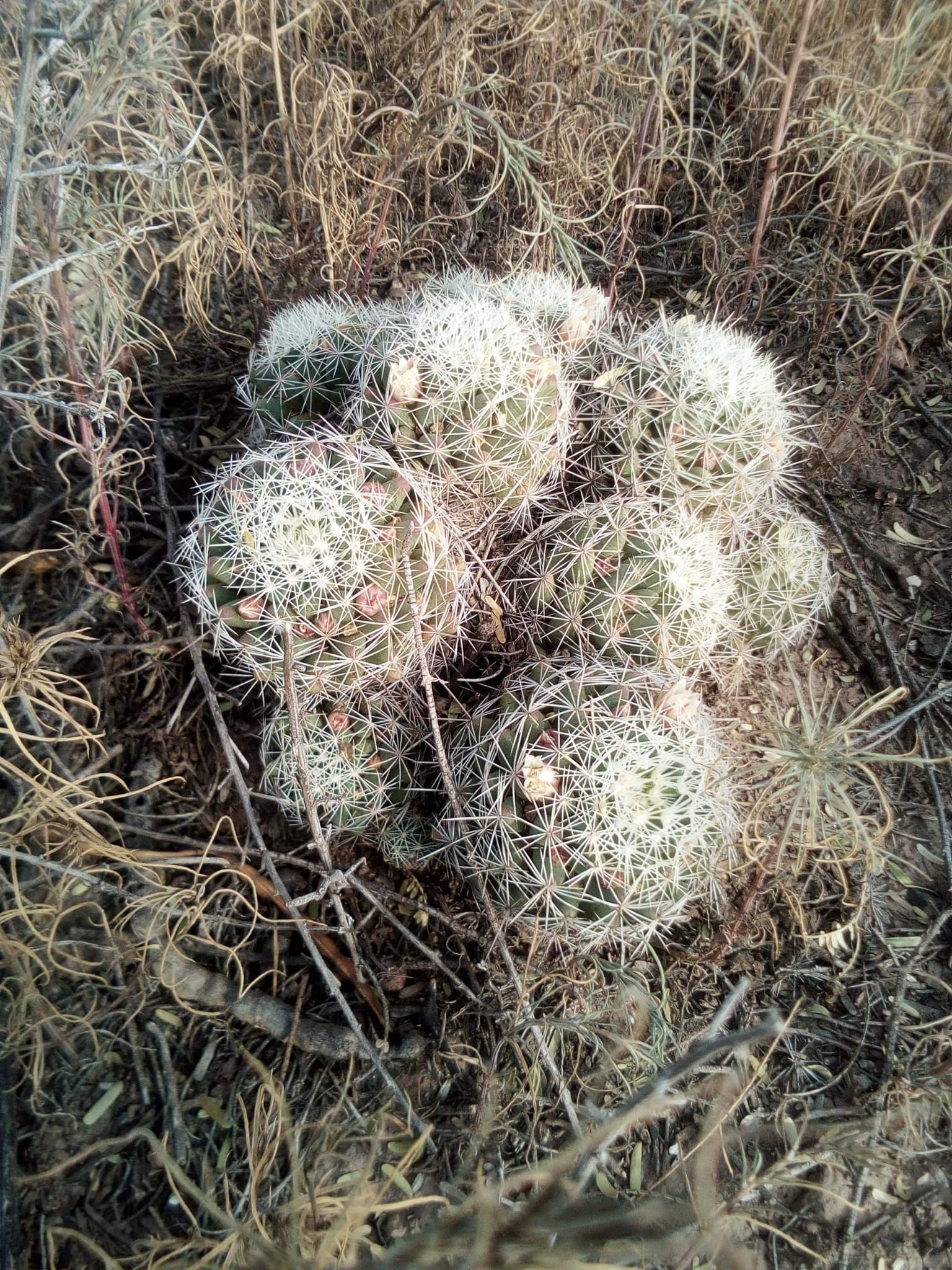 Mammillaria decipiens